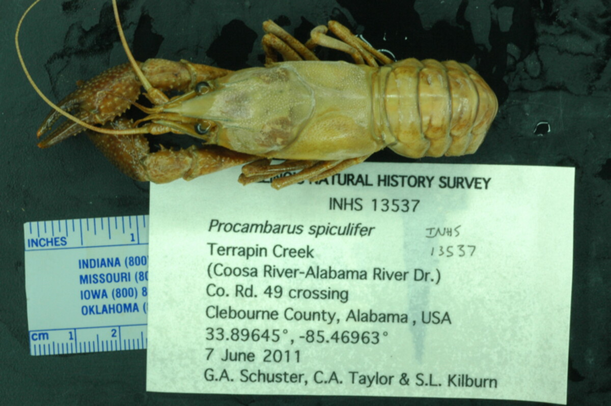 Procambarus spiculifer image